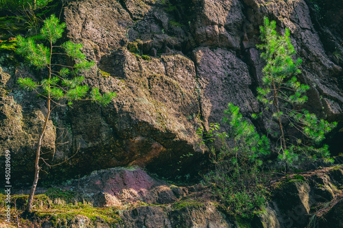 Rock formation with young trees.