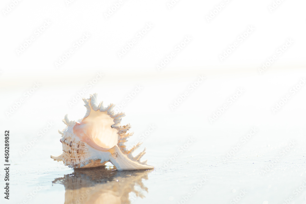 砂浜と貝殻 砂浜と貝殻