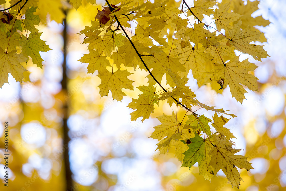 Perspective up view of autumn forest with bright orange and yellow leaves. Dense woods with thick canopies in sunny fall weather. Perspective up view of autumn forest with bright orange and yellow leaves. Dense woods with thick canopies in sunny fall weather.