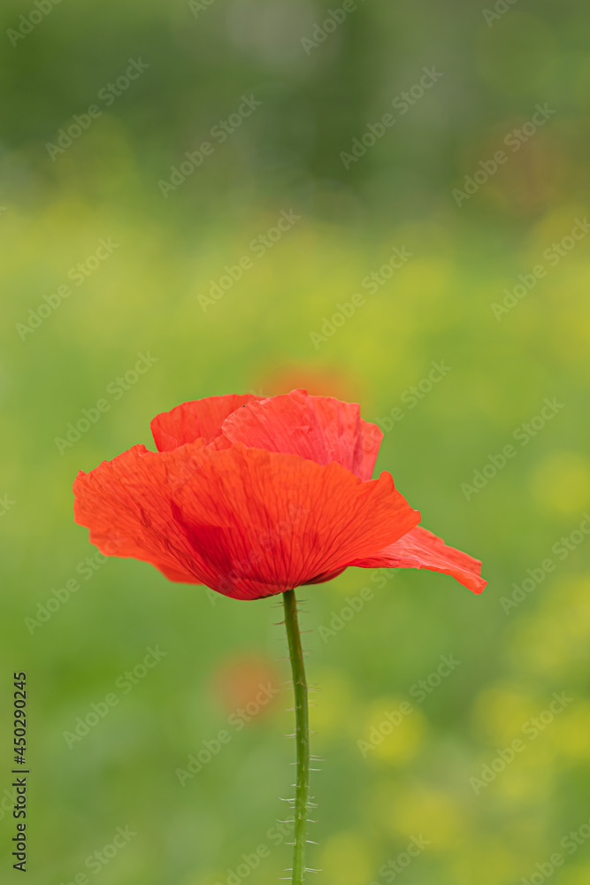 Fototapeta premium Red poppy
