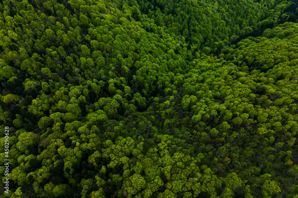 Aerial view of dark mixed pine and lush forest with green trees canopies. Aerial view of dark mixed pine and lush forest with green trees canopies.