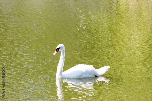 majestic white swan swims in the park