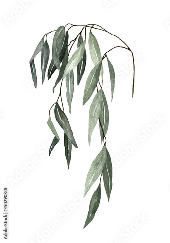 one large branch of willow with leaves on a white background. watercolor isolated object. hand drawing.