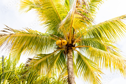 many ripe coconuts on a palm tree. coconut palm © Andrey_Chuzhinov