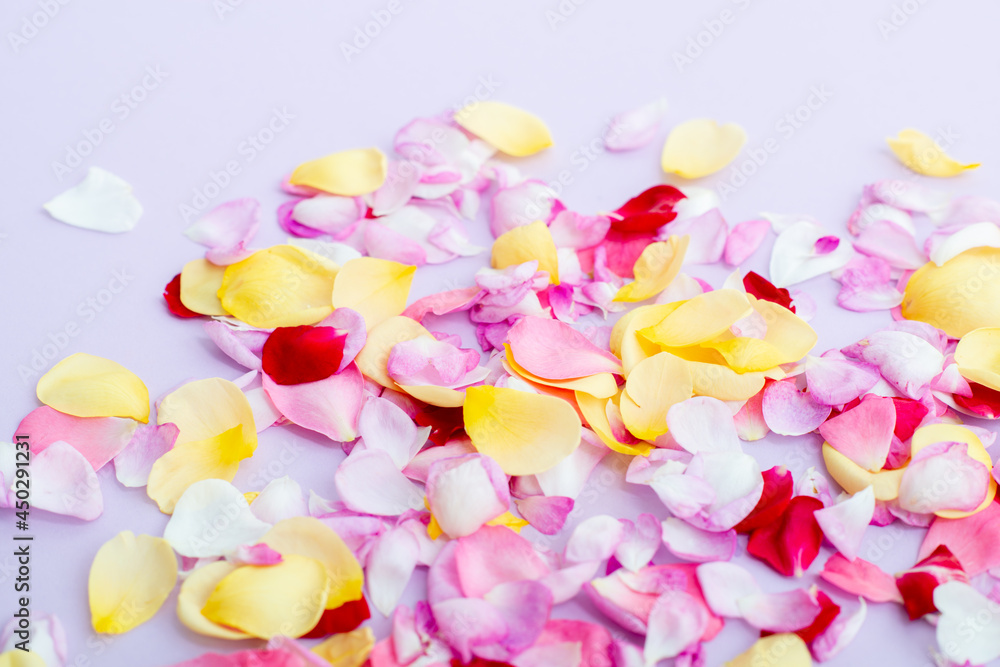 Rose petals on light purple background. Seasonal flowers natural wallpaper