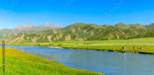 Cows graze on the pasture by the river.the mountain and meadows with cows in the summer pasture,beautiful grassland scenery.