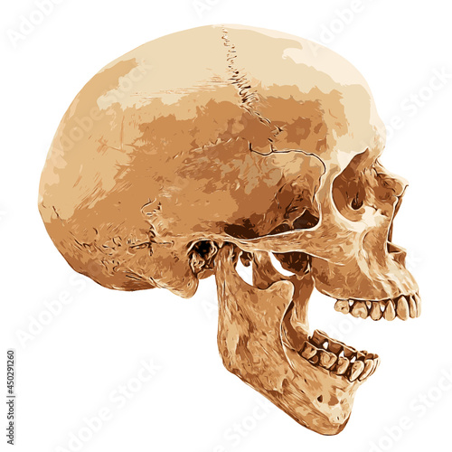Human skull in lateral aspect isolated on white background, vector illustration