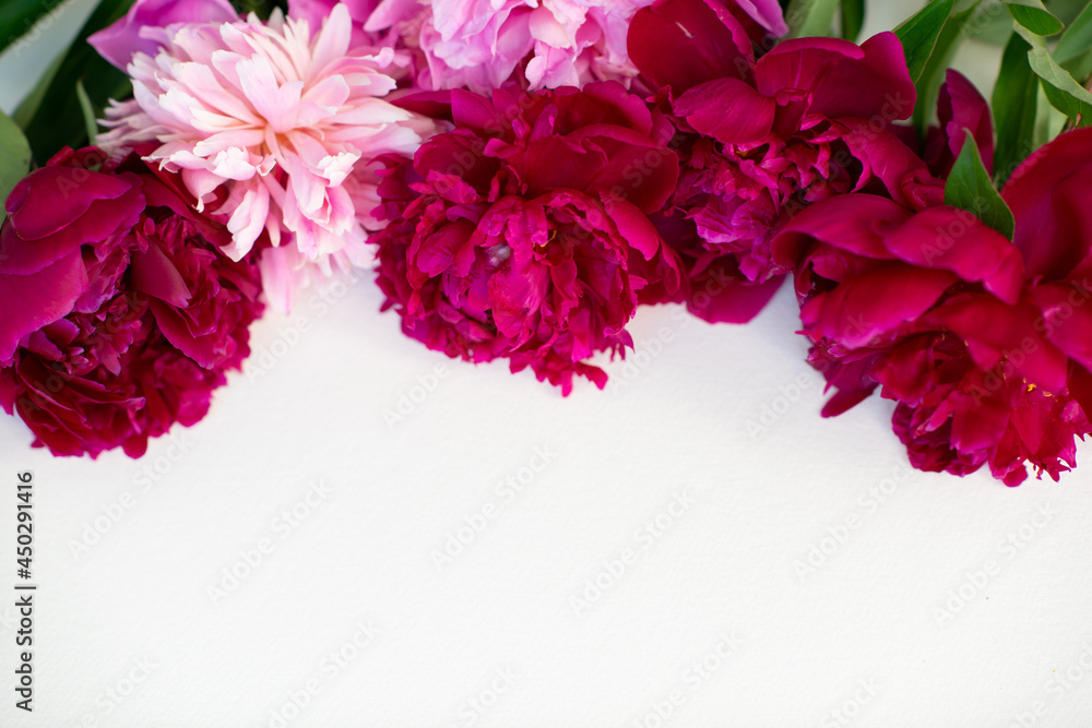 Peonies isolated over white background with copy space for your message. Seasonal flowers natural card, wallpaper or poster Peonies isolated over white background with copy space for your message. Seasonal flowers natural card, wallpaper or poster