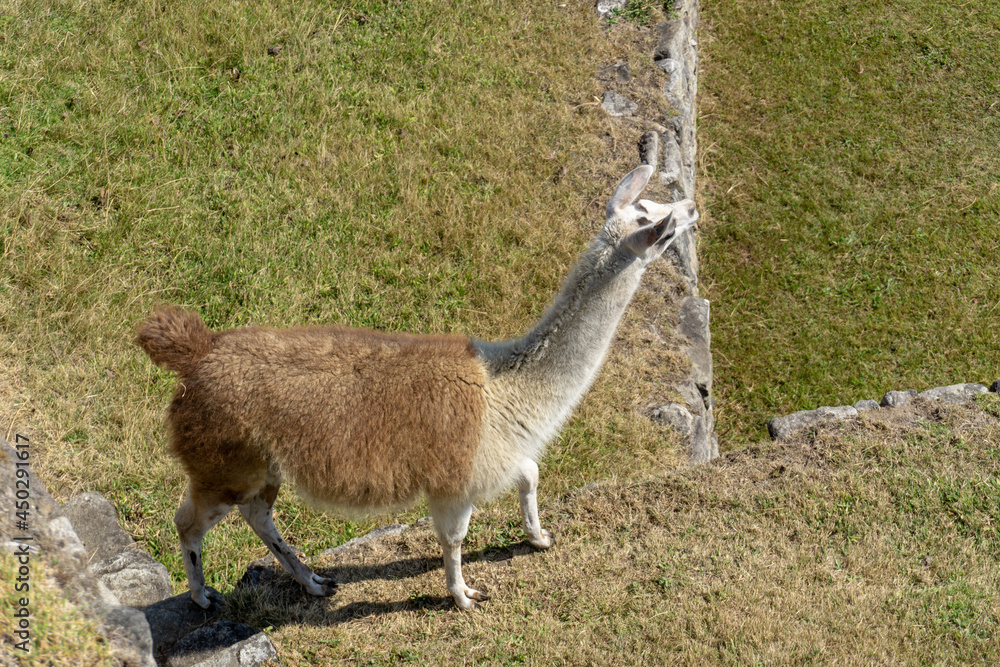 A Llama living in Machu Picchu A Llama living in Machu Picchu