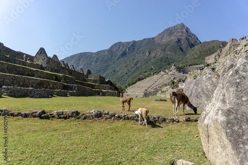 A Llama living in Machu Picchu