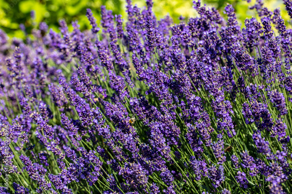 the blooming lavender flowers in Provence, near Sault, France the blooming lavender flowers in Provence, near Sault, France