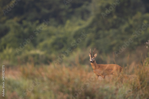 Roebuck - buck  Capreolus capreolus  Roe deer - goat