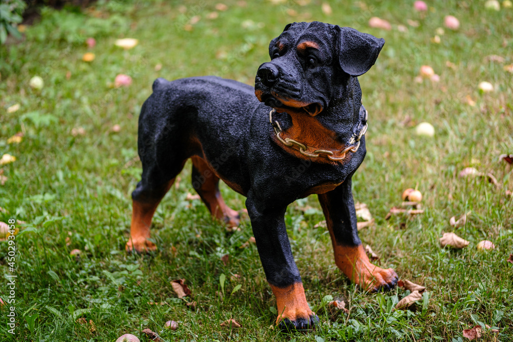 Gardening figure of a dog on a blurred background of a lawn with fallen apples. Toy young rottweiler. Close-up.