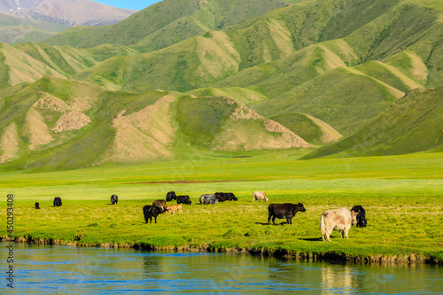 Cows graze on the grassland by the river,the green grassland scenery in summer.