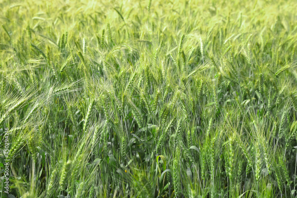 Beautiful agricultural field with ripening wheat crop Beautiful agricultural field with ripening wheat crop