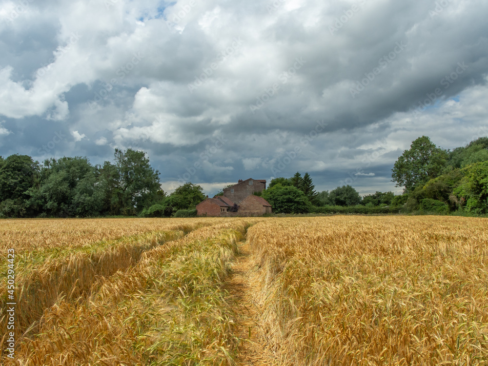 Fototapeta premium Golden field with leading lines and brick buildings