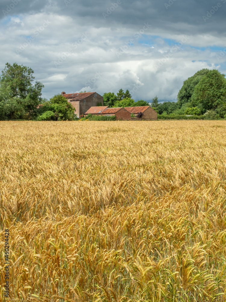 Golden field and mill buildings