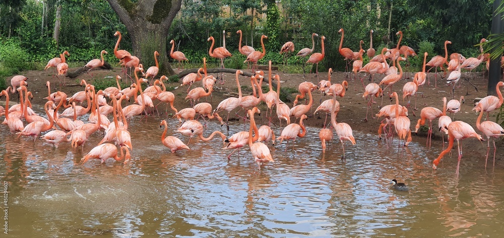 Naklejka premium Animals at chester zoo