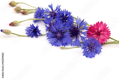 Flower arrangement of twigs of field cornflowers on an isolated white background.  © Ludmila