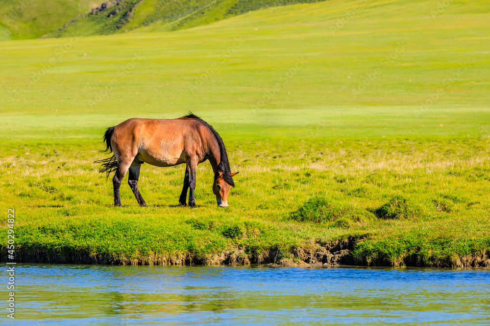 Horse on a summer pasture.Beautiful grassland scenery.