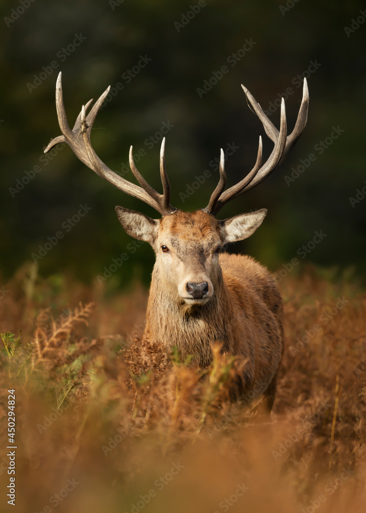 Portrait of a red deer stag in autumn