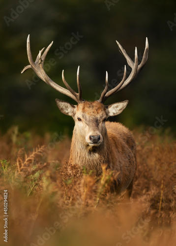 Portrait of a red deer stag in autumn © giedriius