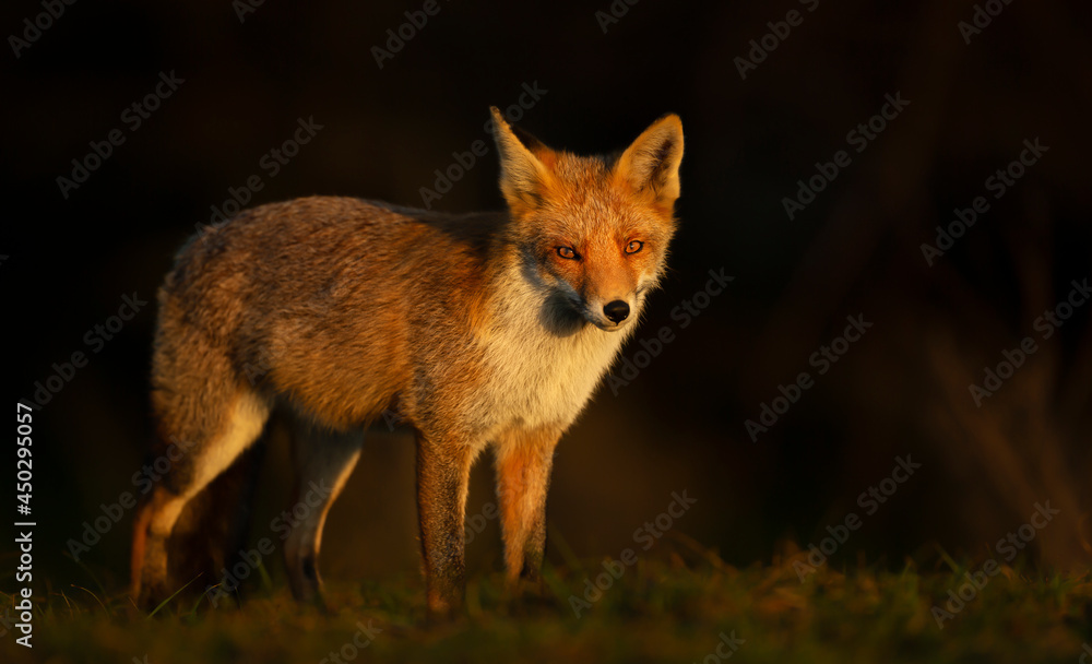 Close up of a red fox at sunset Close up of a red fox at sunset