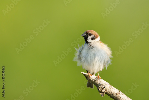 Close up of a tree sparrow perching on a tree branch