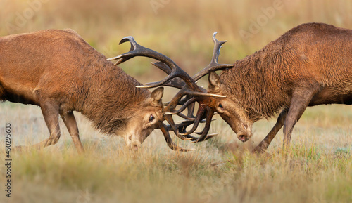 Photography Close up of Red deer fighting during rutting season