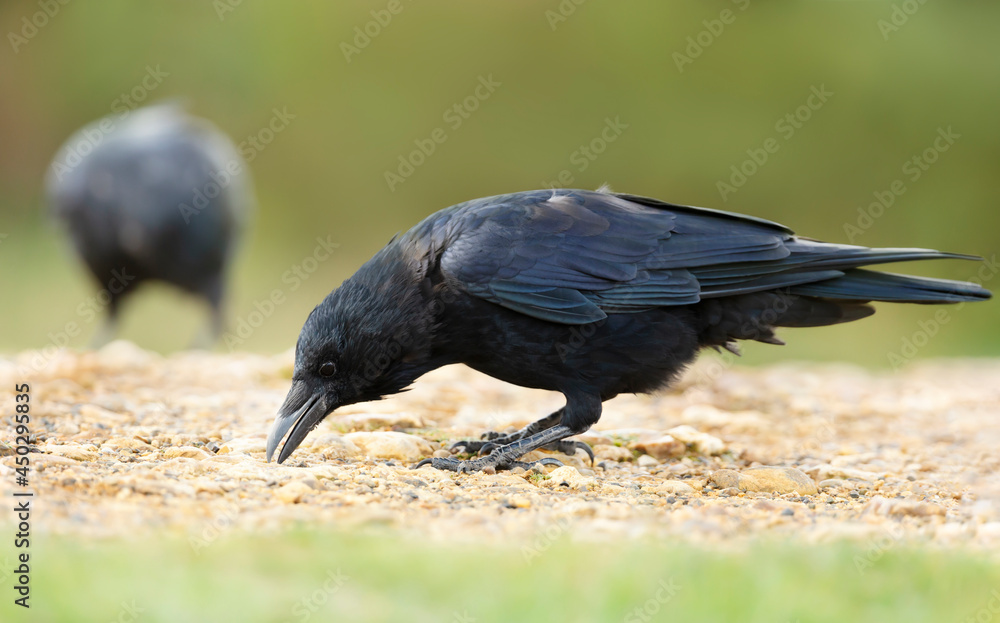 Obraz premium Close up of a Carrion crow eating