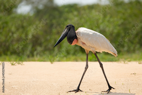 Jabiru walking on a sandy river bank