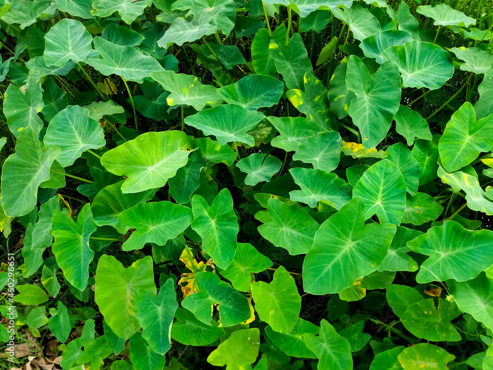 green leaves. Hight angle view of Green Leaves Texture Background. green leaves. Hight angle view of Green Leaves Texture Background.