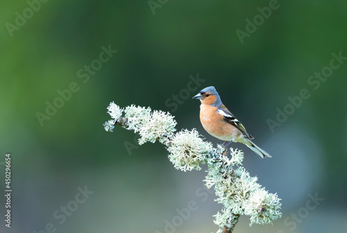 Common Chaffinch perched on a tree branch © giedriius