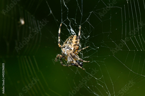 Gartenkreuzspinne // European garden spider (Araneus diadematus)