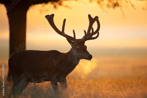 Red deer stag at sunrise in summer