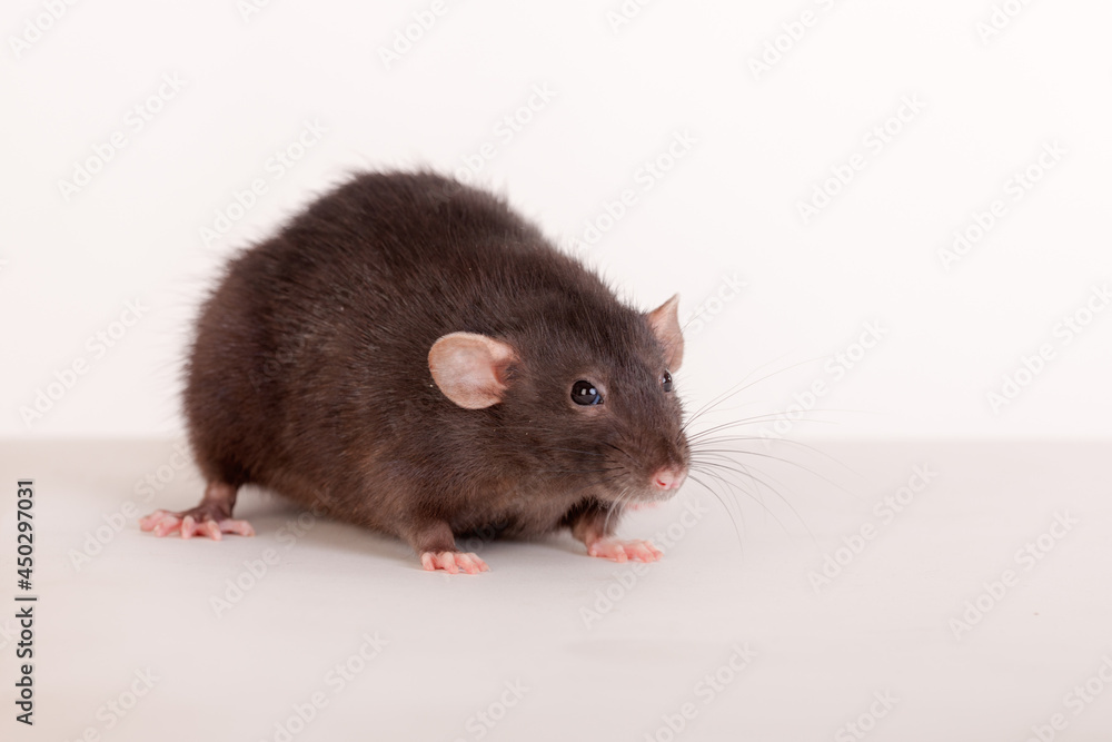 portrait of a black domestic rat portrait of a black domestic rat