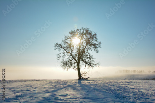 Sunrise behind a tree with snow in winter