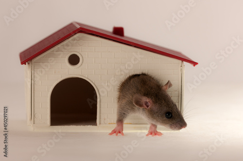 baby rat in a small house