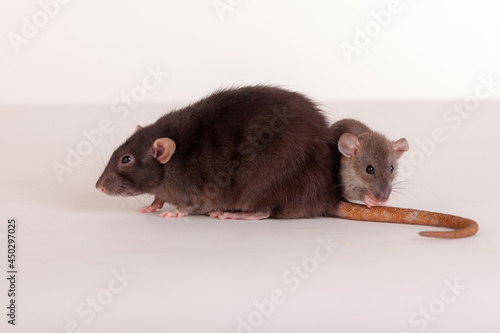 two rats close up