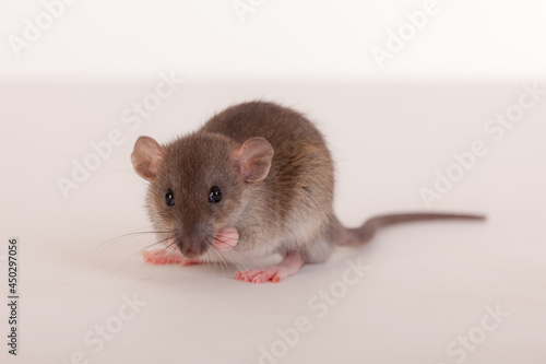 studio portrait of baby rat