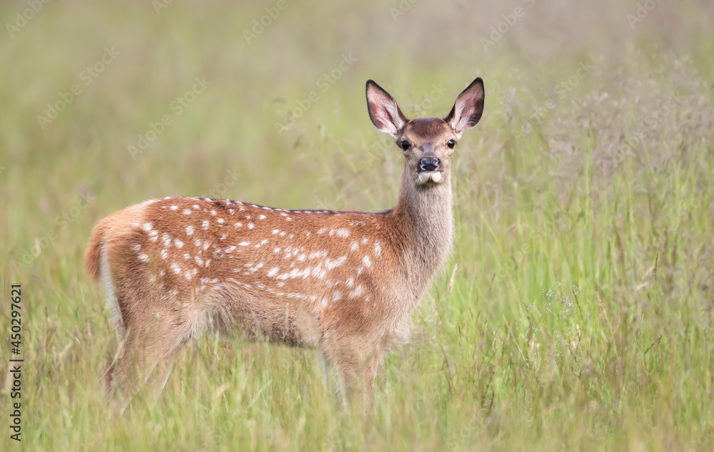 Red deer calf standing in the meadow in summer Red deer calf standing in the meadow in summer