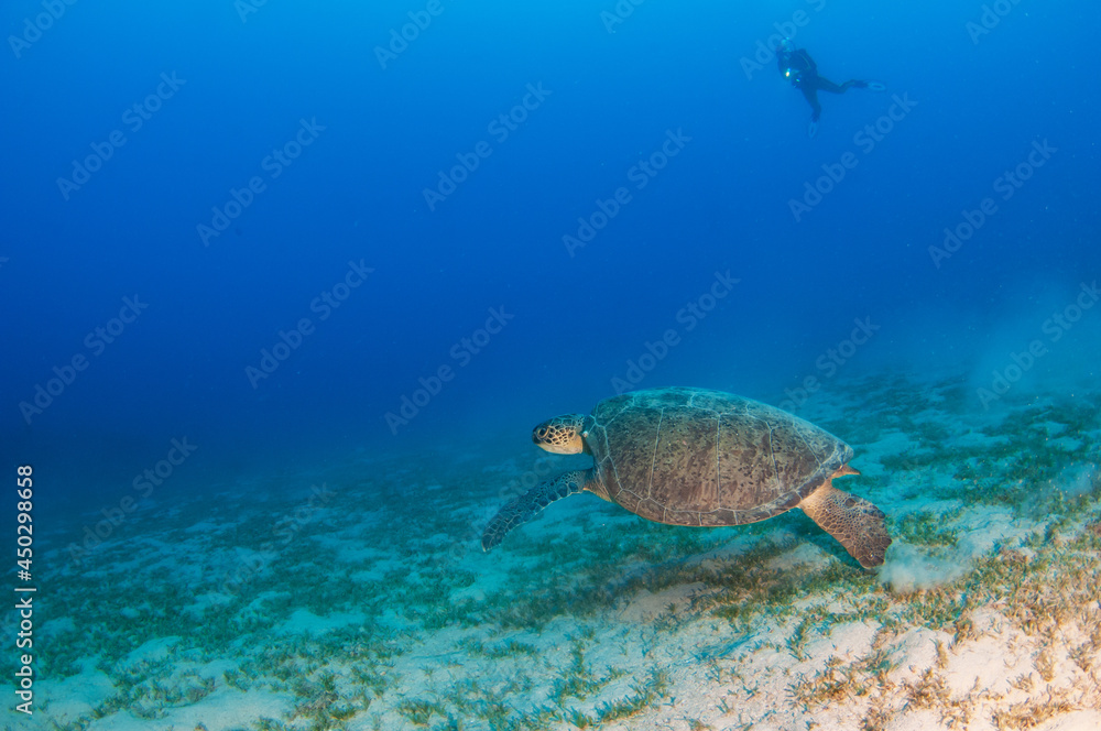 Fototapeta premium Turtle at Kas, Turkey