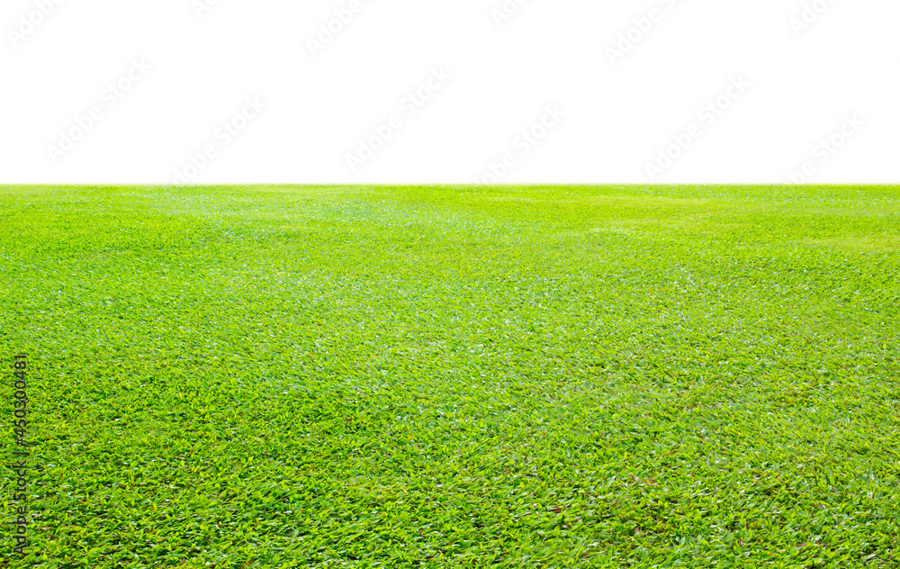 green grass field isolate on white background