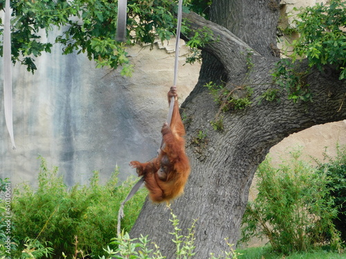 Orangutan in tree © Steph