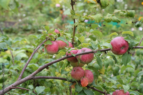 red apples on a branch