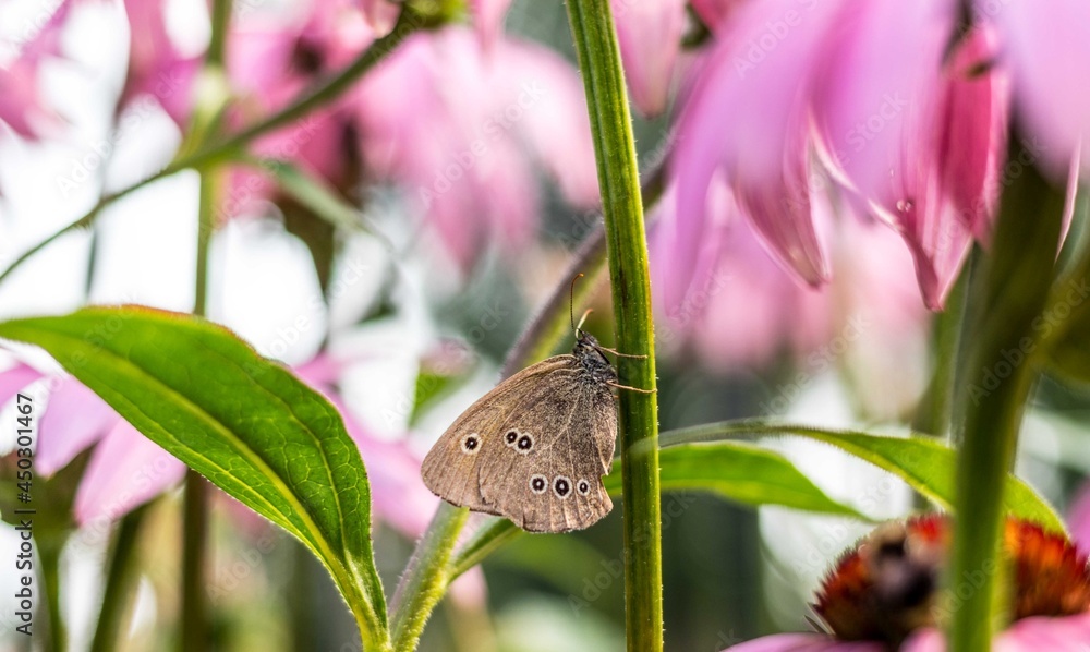 Motyl na łodydze
