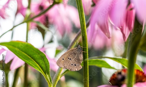 Obraz na płótnie Motyl na łodydze w salonie