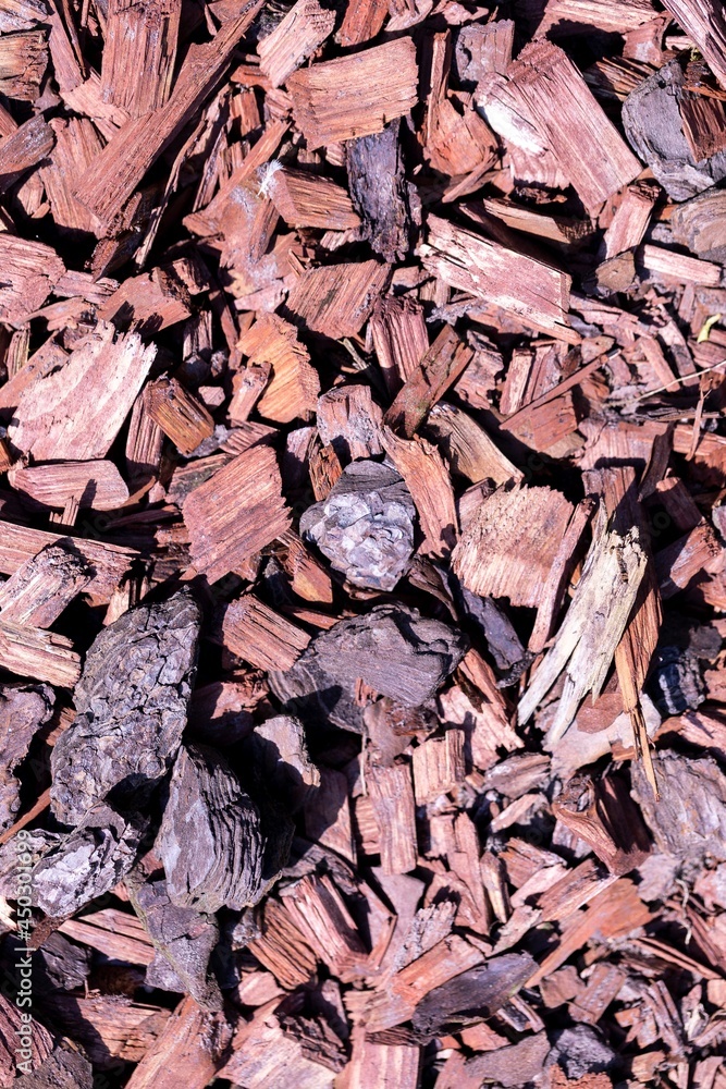 A texture portrait of red bark chippings lying in a garden. Perfect to cover the ground around plants so weeds can not grow around them and keep everything clean. A texture portrait of red bark chippings lying in a garden. Perfect to cover the ground around plants so weeds can not grow around them and keep everything clean.
