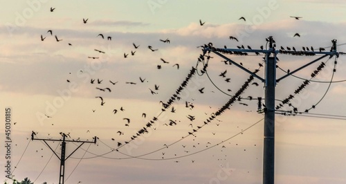 Obraz na płótnie Ptaki na drutach elektrycznych w salonie