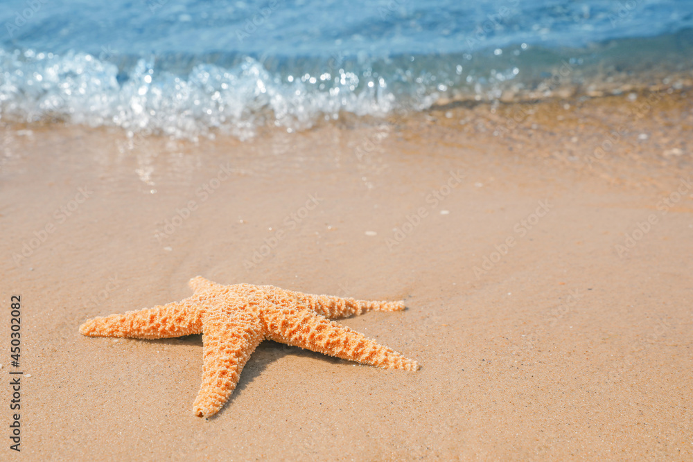 Starfish on tropical sandy beach. Space for text